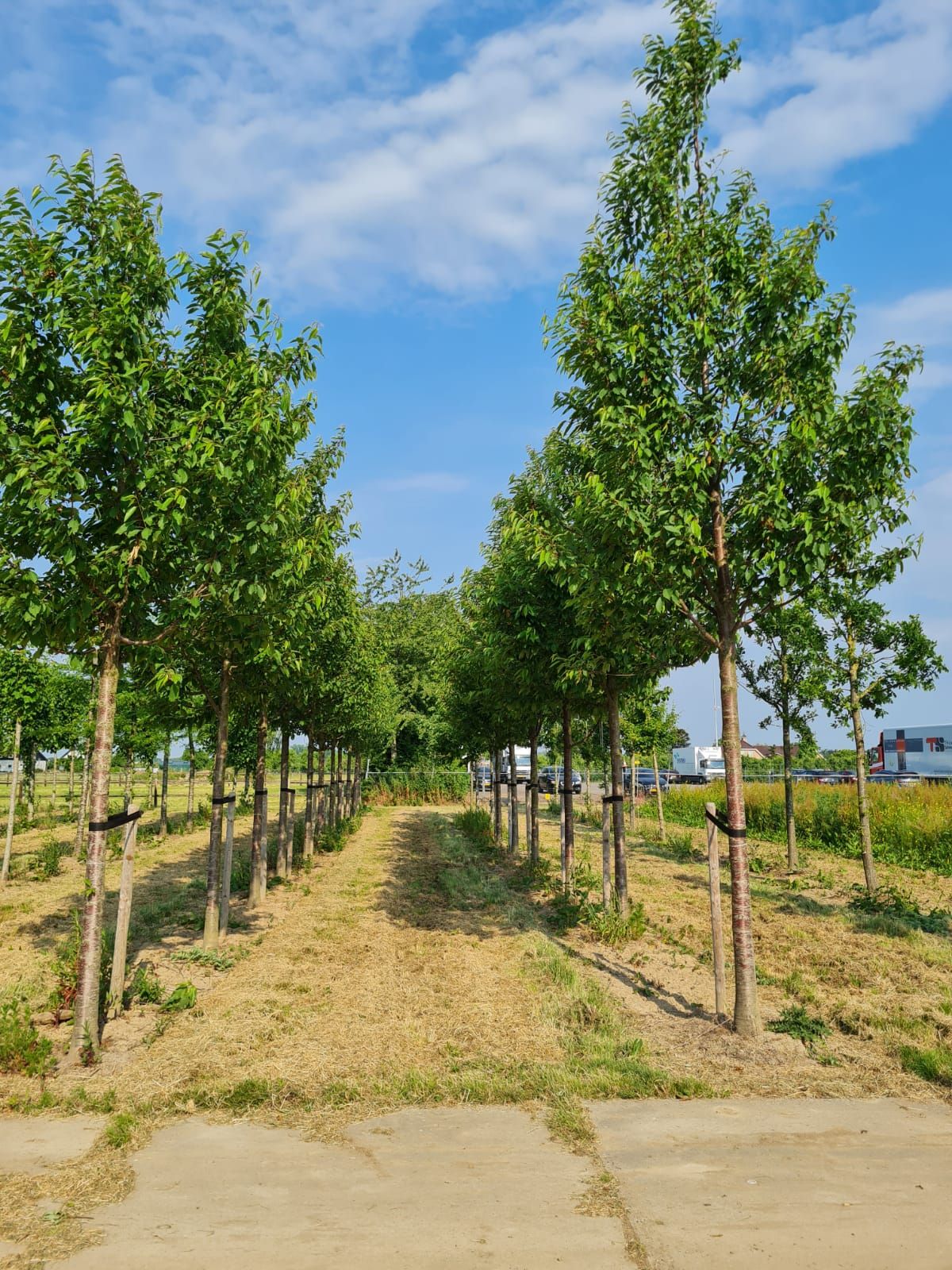 Jonge Sierkers 'Plena' | Hoogstam
