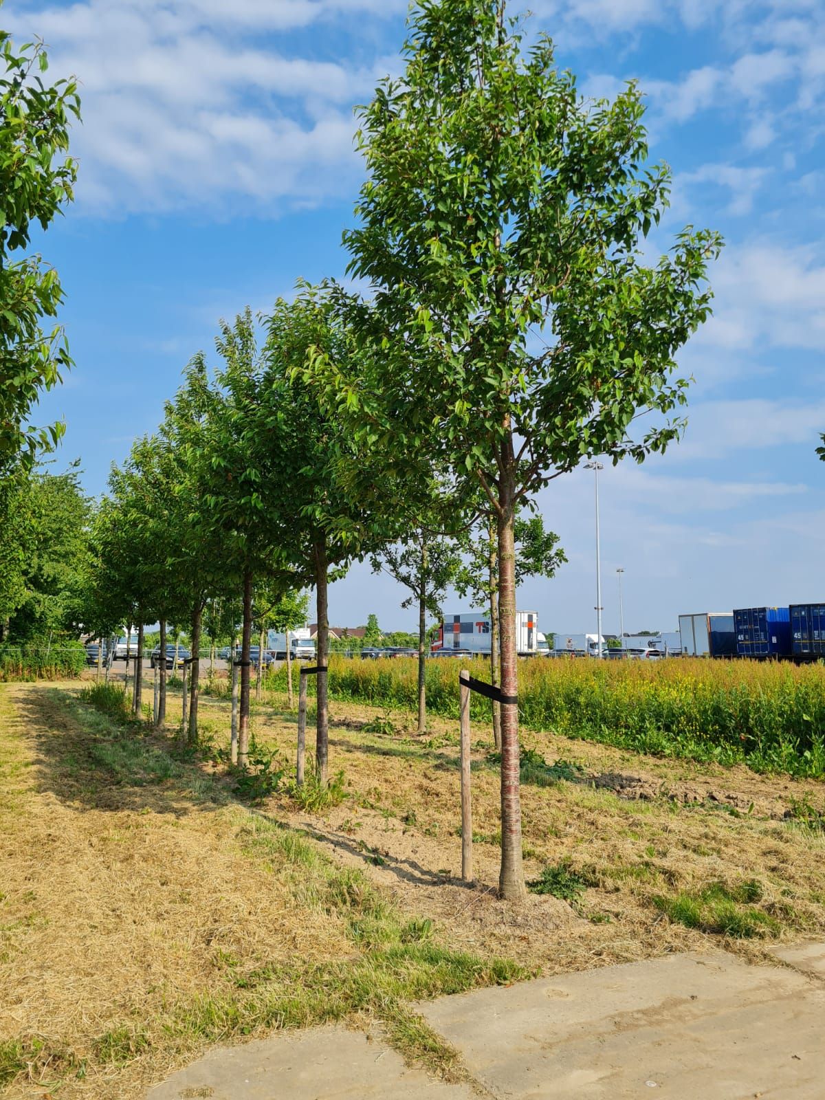 Jonge Sierkers 'Plena' | Hoogstam