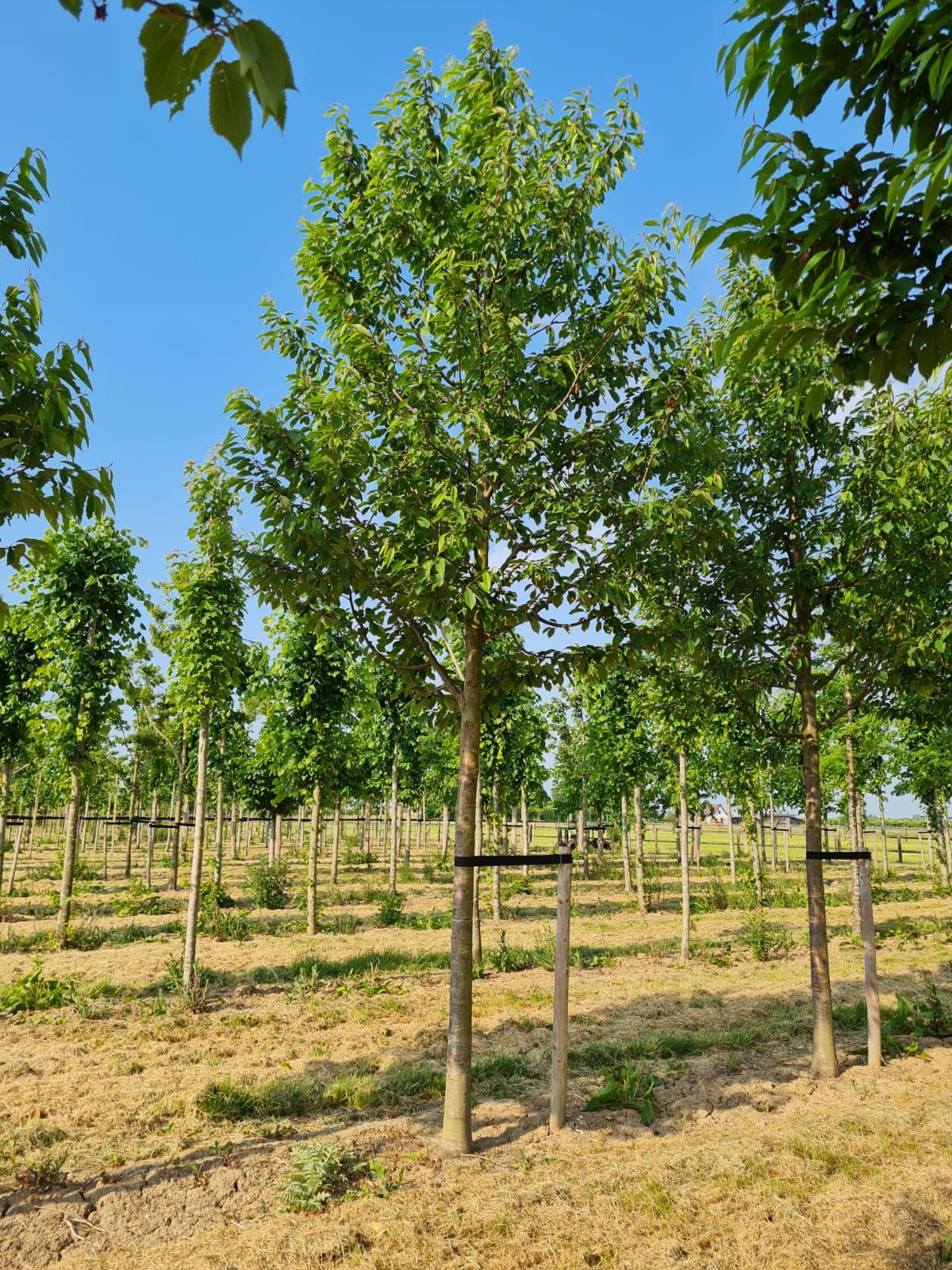 Jonge Sierkers 'Plena' | Hoogstam