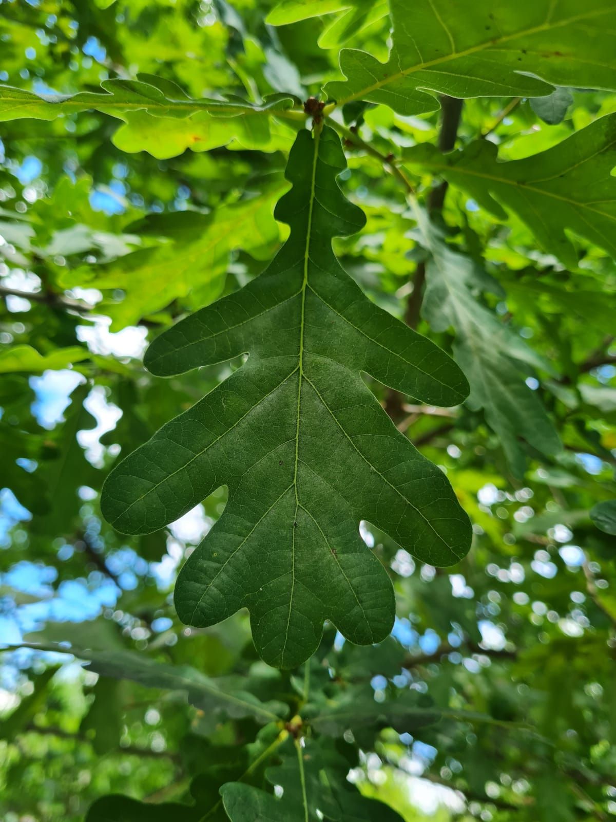 Volwassen Zomereik | Hoogstam