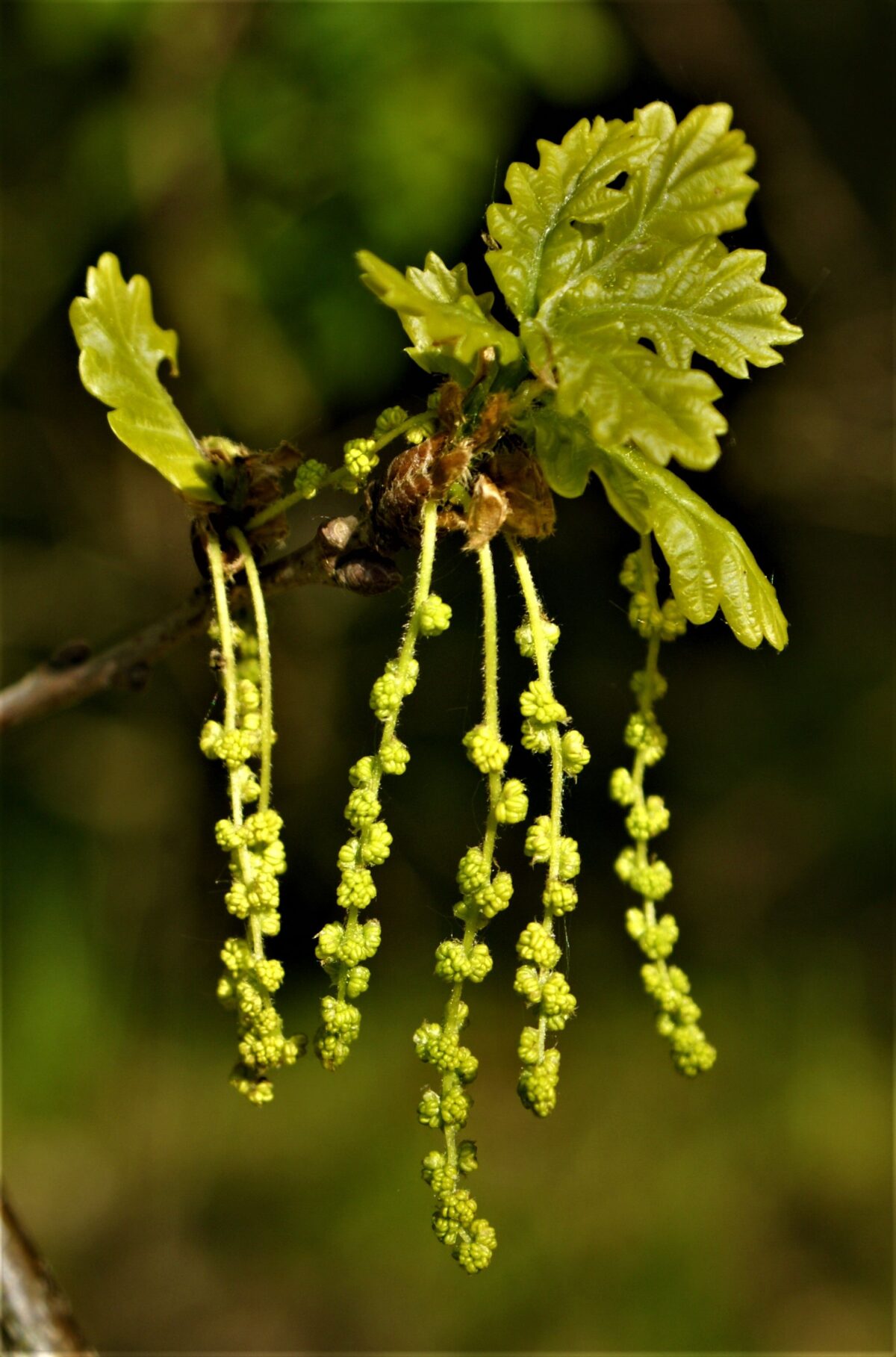 Jonge Zomereik | Hoogstam