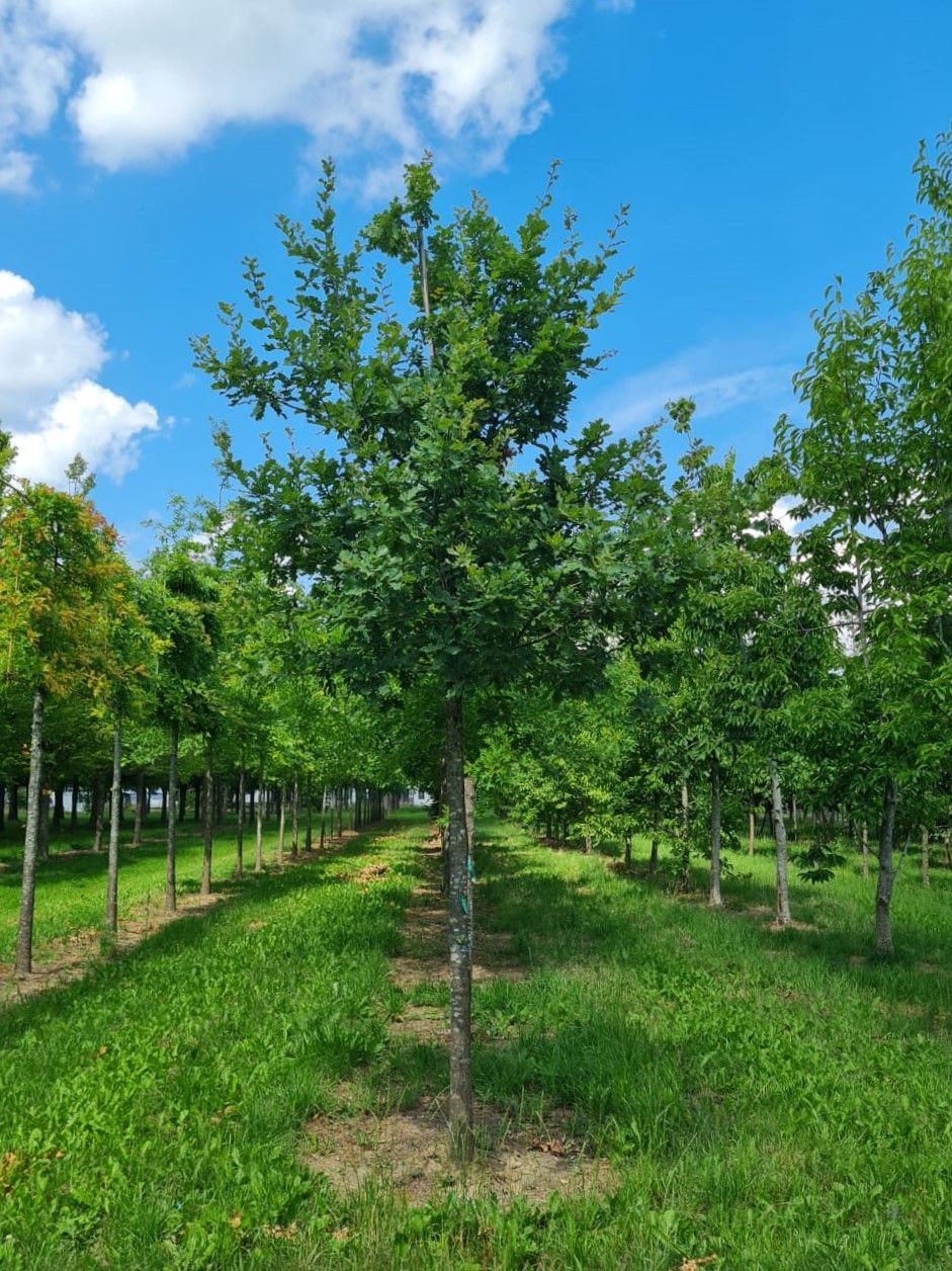 Jonge Zomereik | Hoogstam