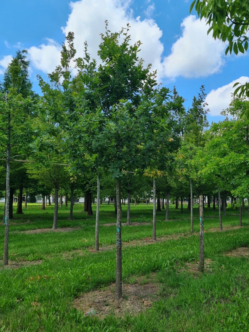 Jonge Zomereik | Hoogstam