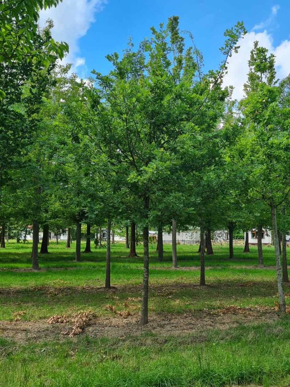 Jonge Zomereik | Hoogstam