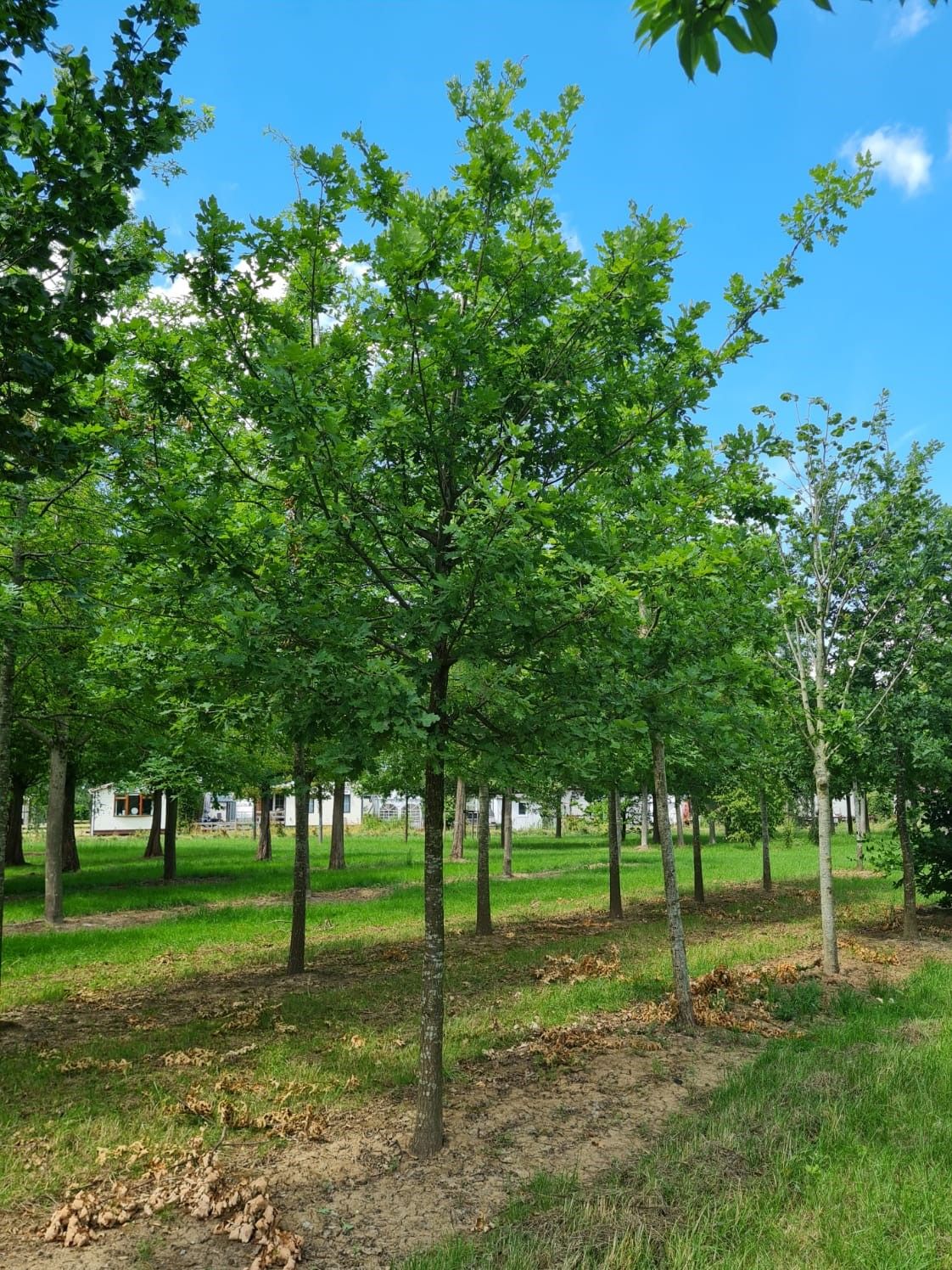 Jonge Zomereik | Hoogstam