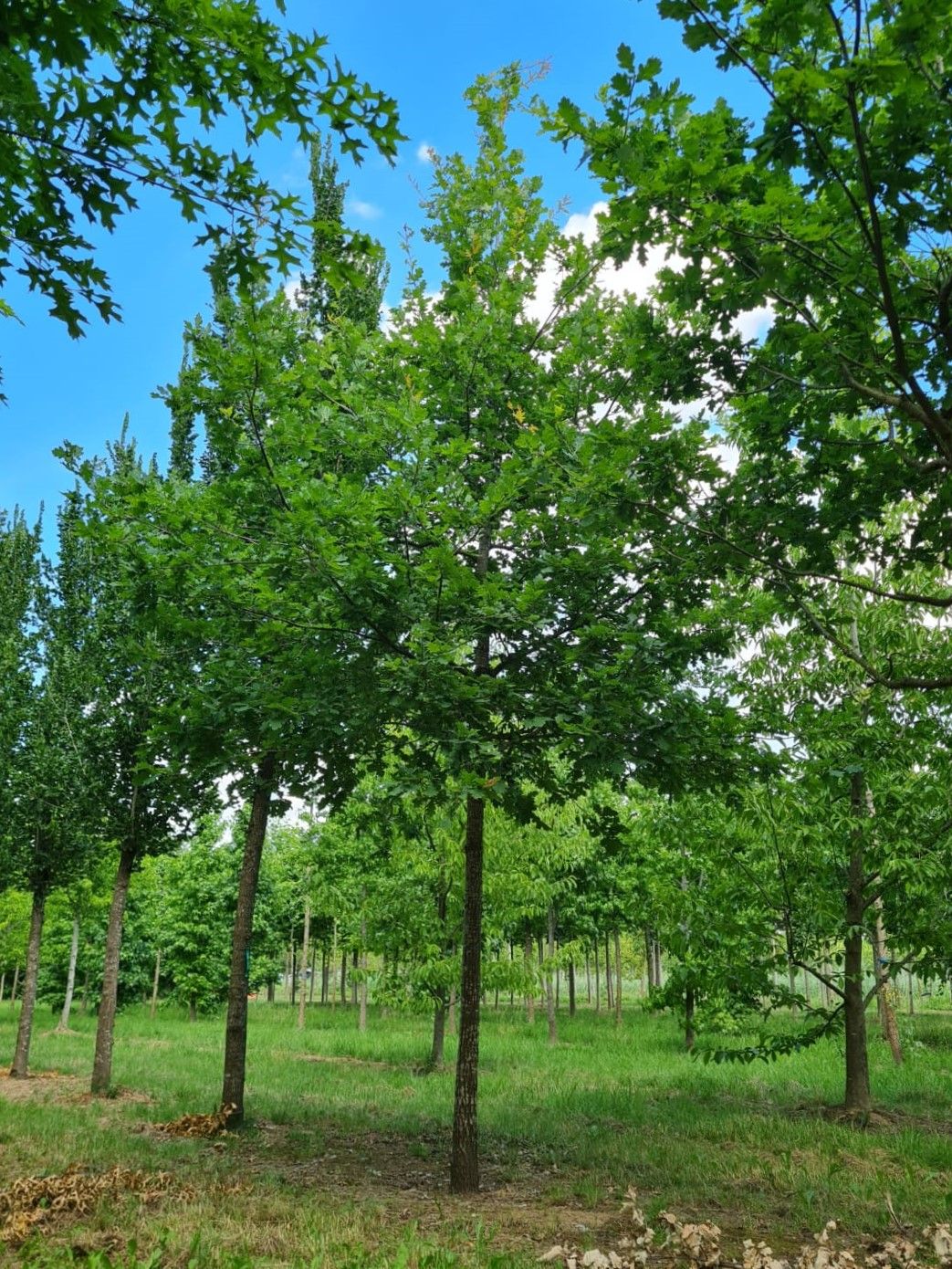 Jonge Zomereik | Hoogstam