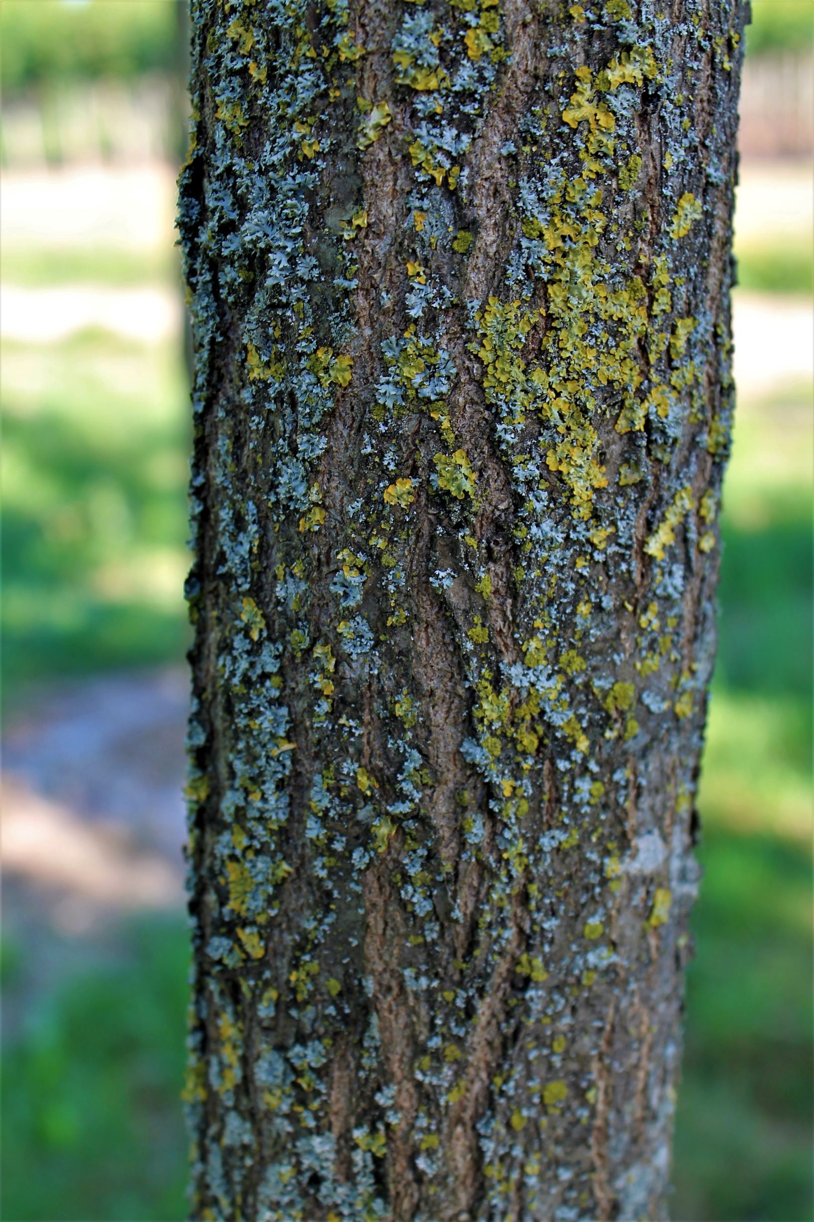 Jonge Zomereik | Hoogstam