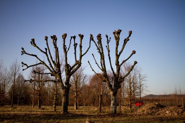 Volgroeide Lindeboom | Leivorm