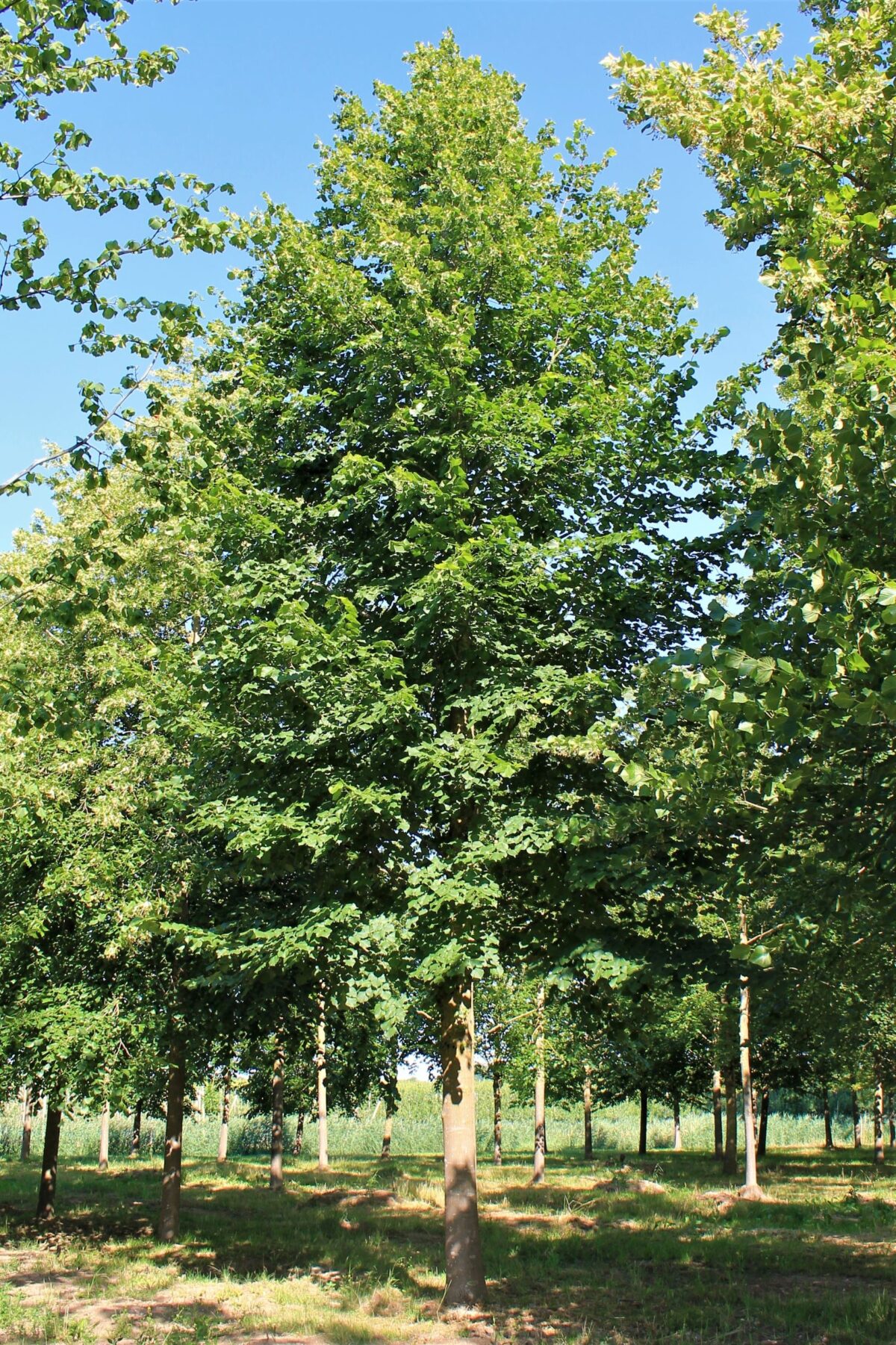 Volwassen Zomerlinde | Hoogstam