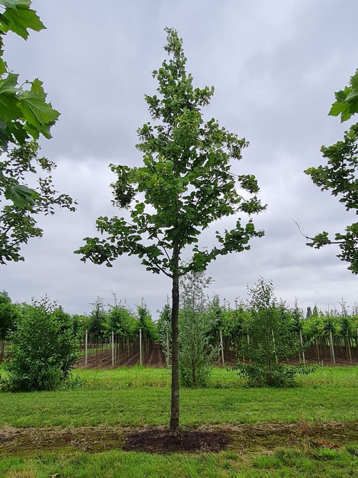 Volwassen Zomerlinde | Hoogstam