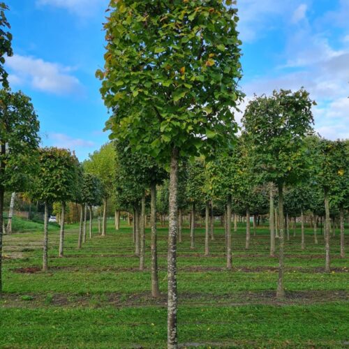 zomerlinde Jonge Zomerlinde | Blokvorm