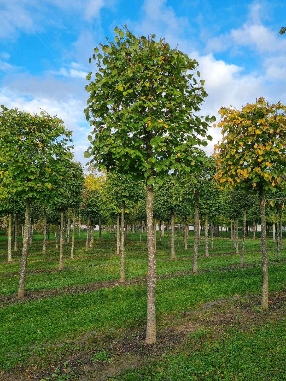 Jonge Zomerlinde | Blokvorm