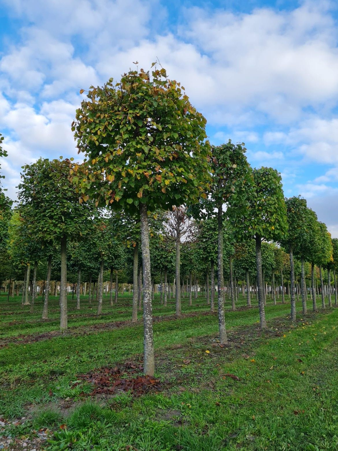 Jonge Zomerlinde | Blokvorm