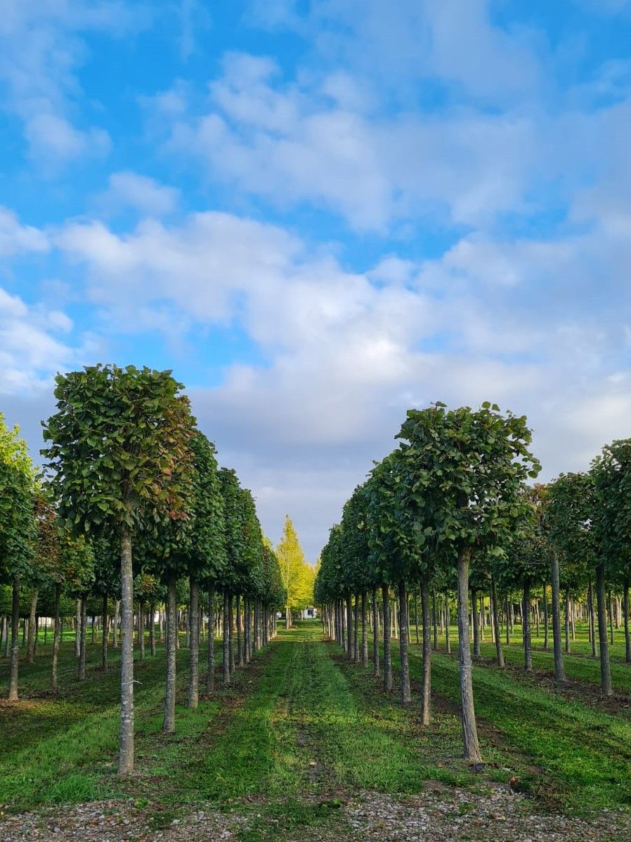 Jonge Zomerlinde | Blokvorm
