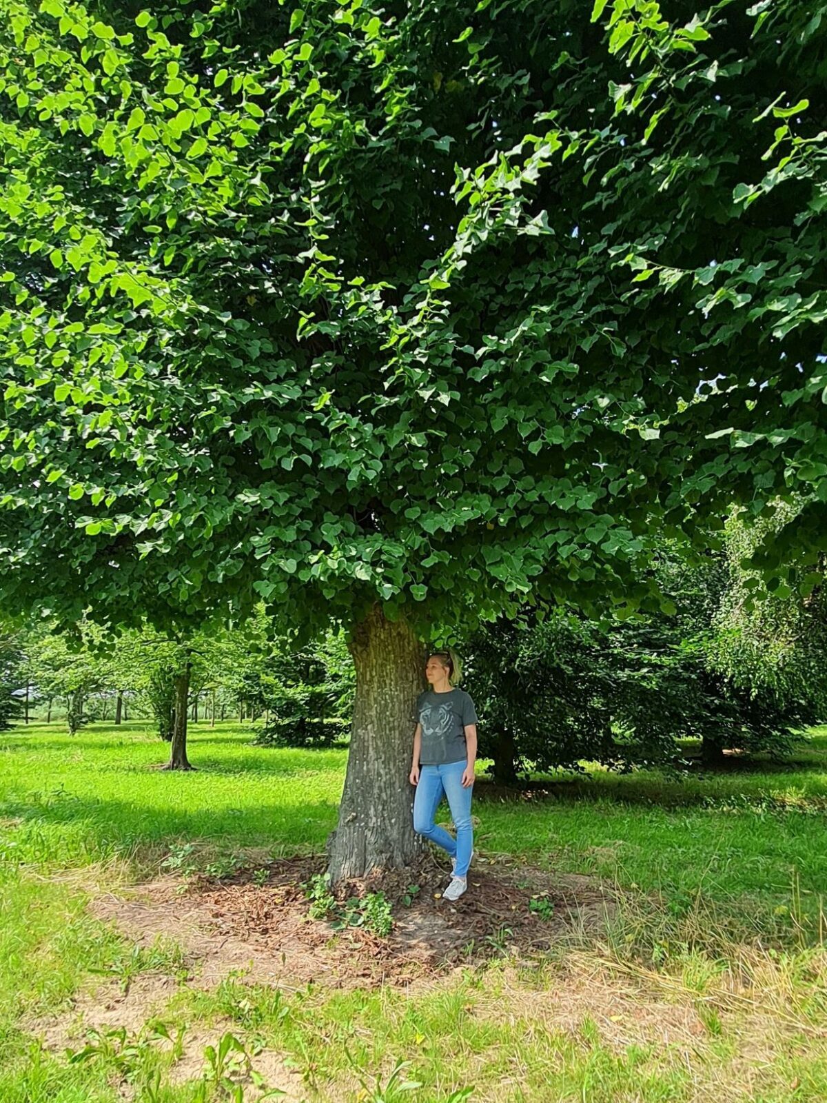 Volgroeide Lindeboom | Leivorm