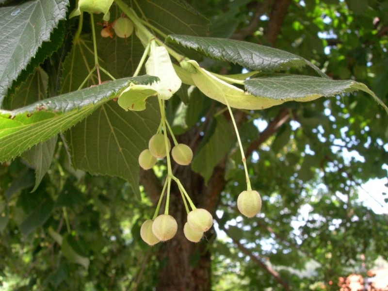 TEST | Zomerlinde | Hoogstam