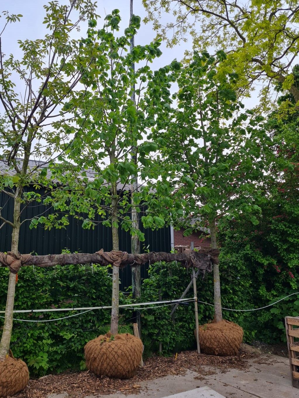 Zomerlinde | Hoogstam