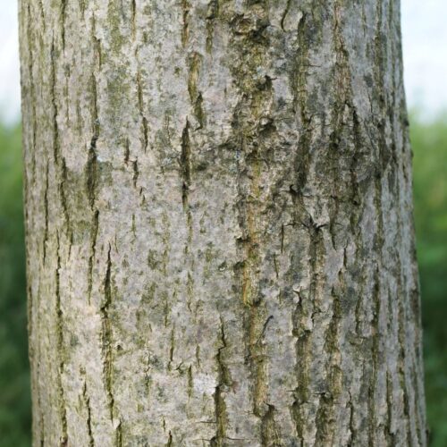 Jonge Zomerlinde | Hoogstam