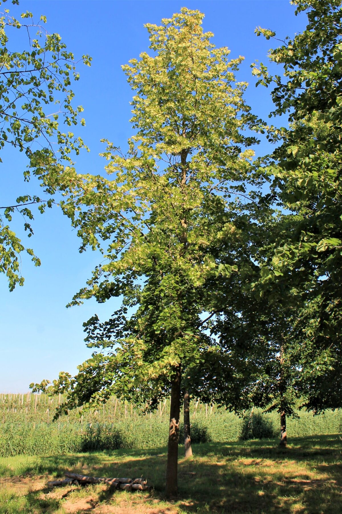 Jonge Zomerlinde | Hoogstam