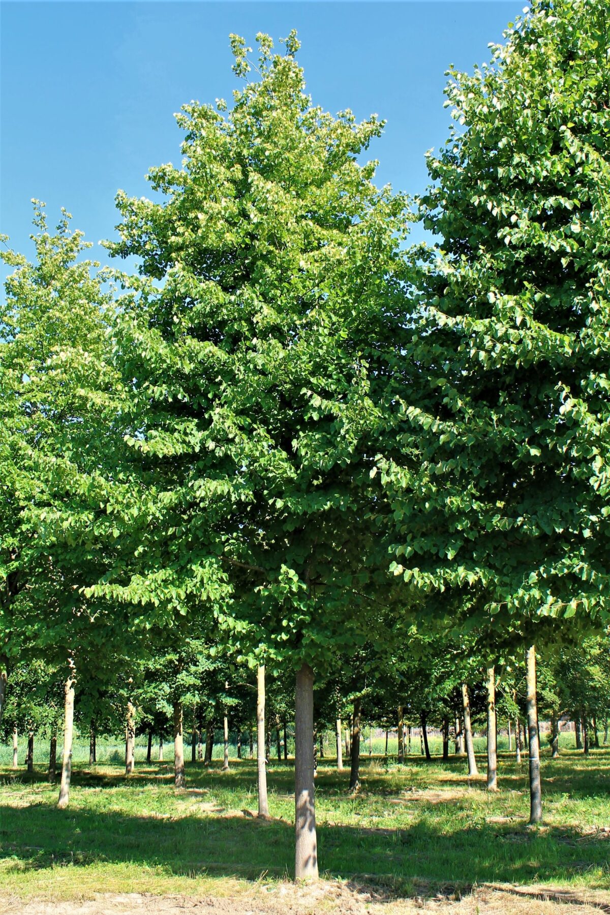 Jonge Zomerlinde | Hoogstam