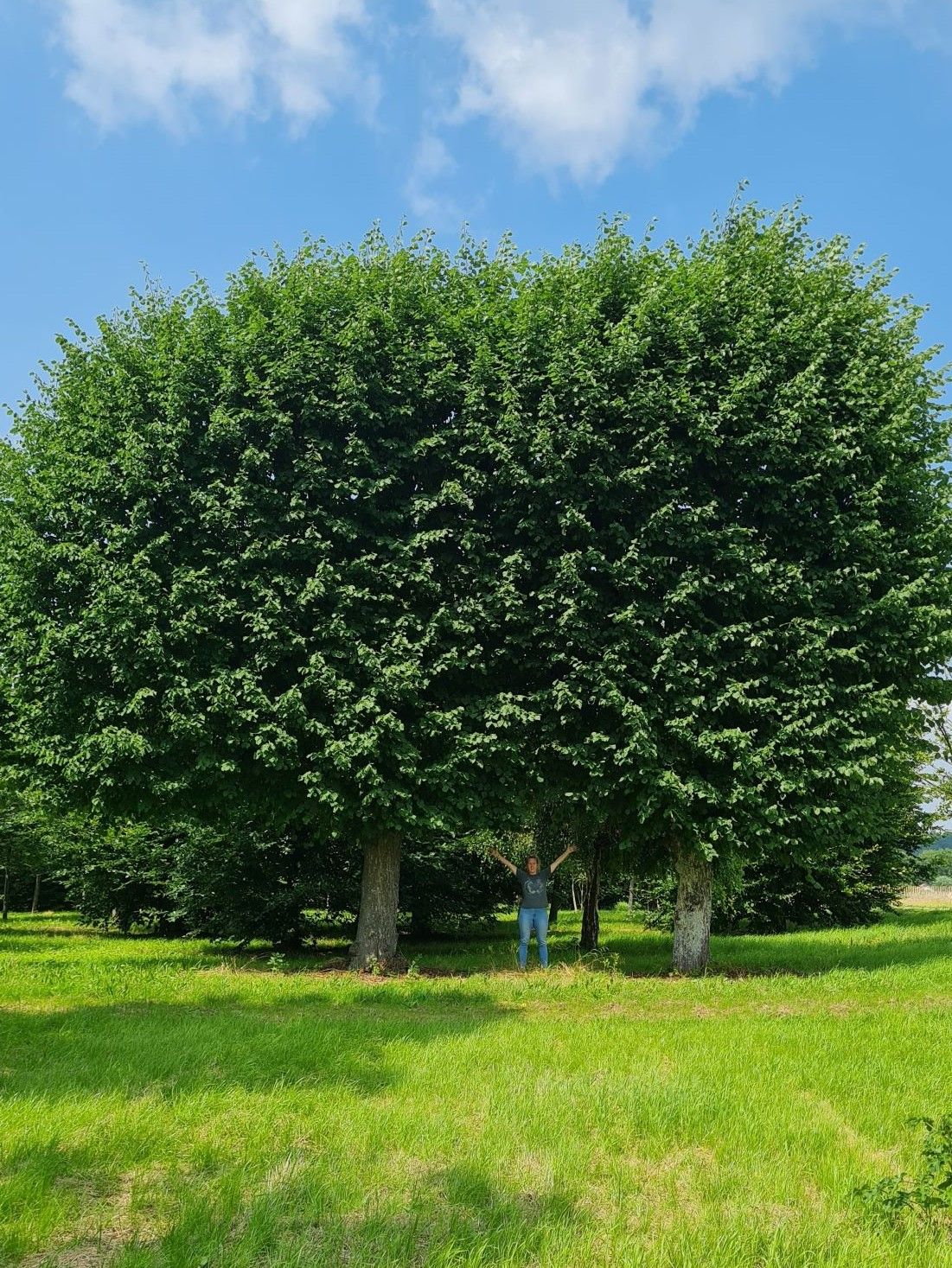 Volgroeide Lindeboom | Leivorm