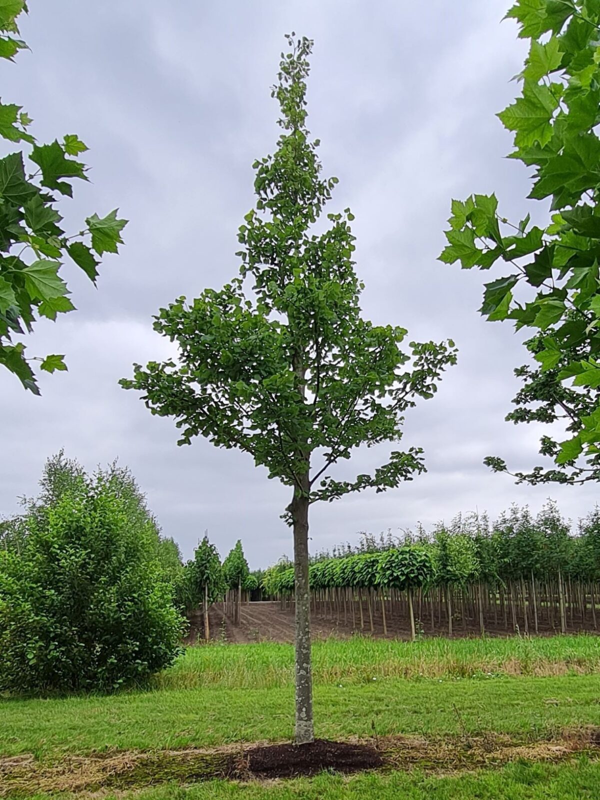 TEST | Zomerlinde | Hoogstam