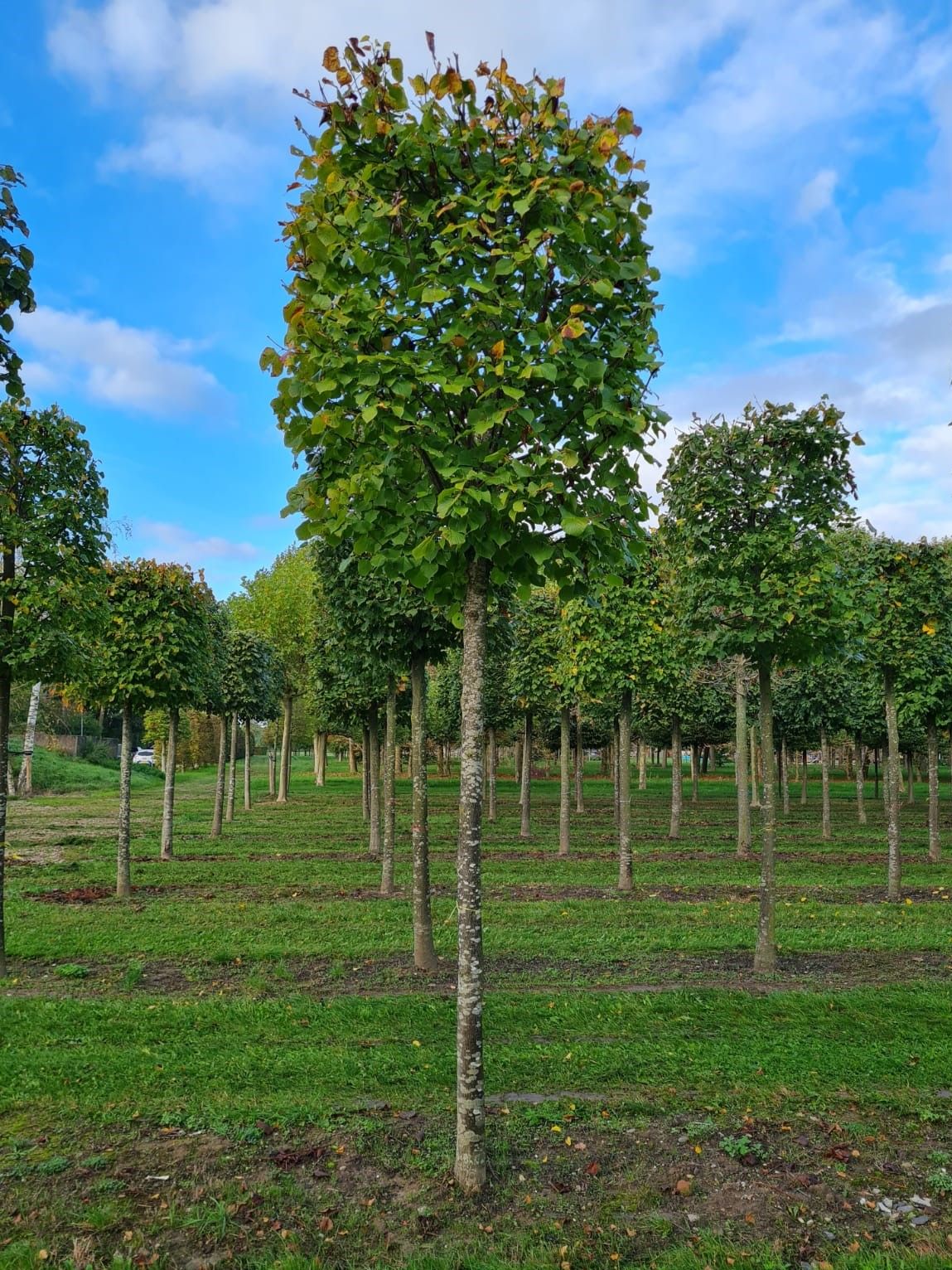 Volwassen Zomerlinde | Blokvorm