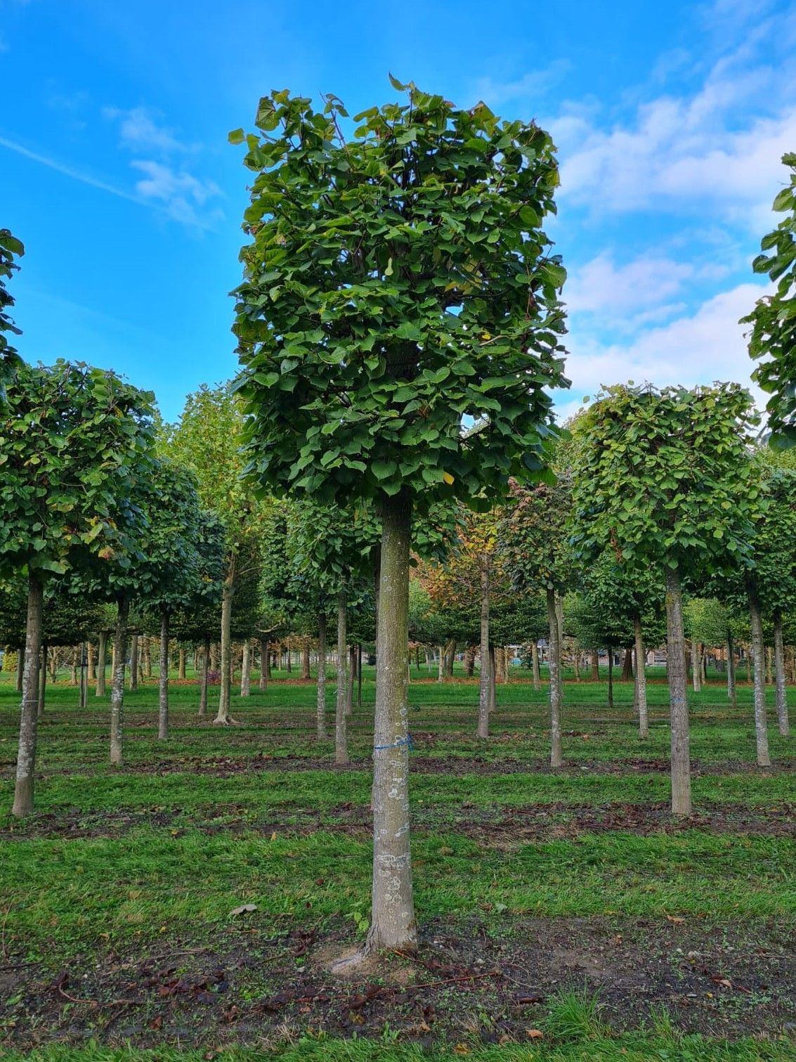 Volwassen Zomerlinde | Blokvorm