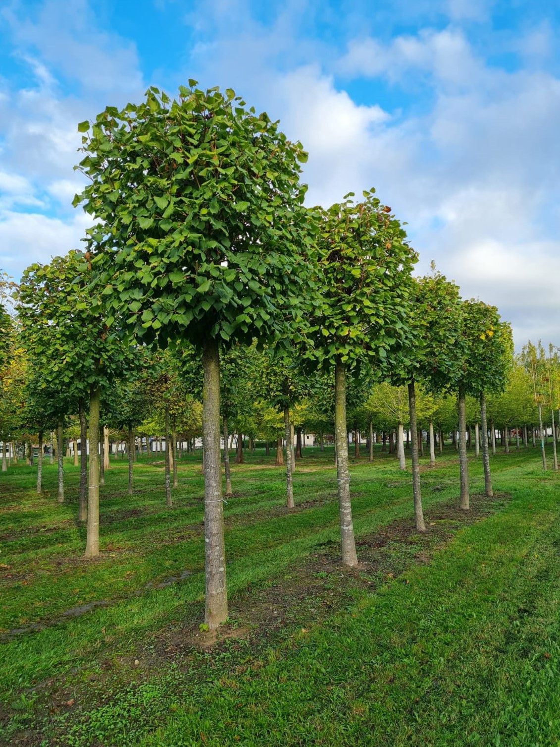 Volwassen Zomerlinde | Blokvorm