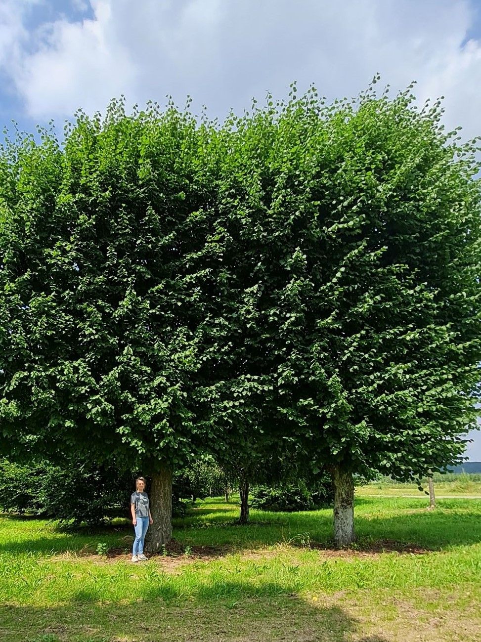 Volgroeide Lindeboom | Leivorm