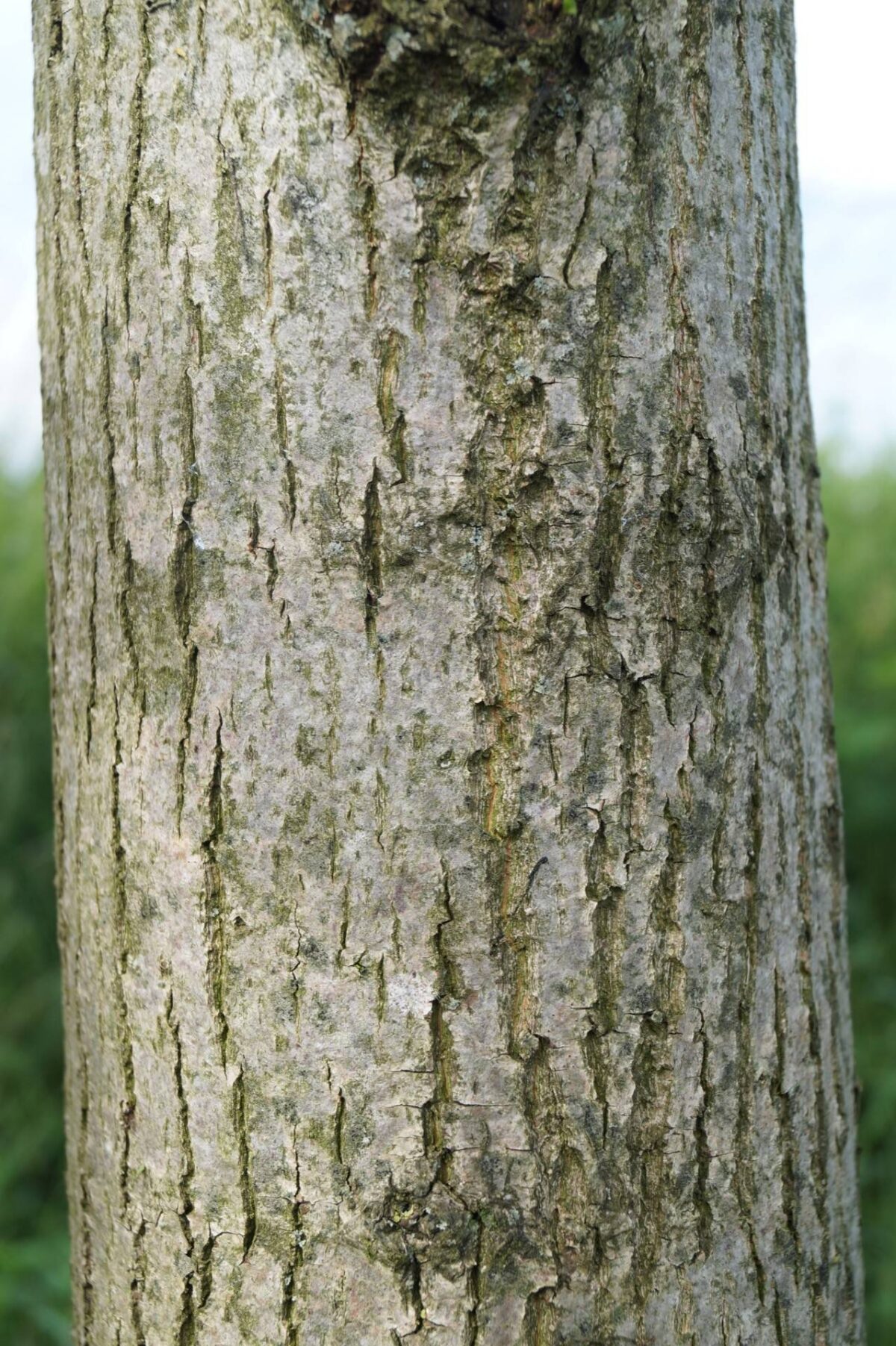 Volwassen Zomerlinde | Hoogstam