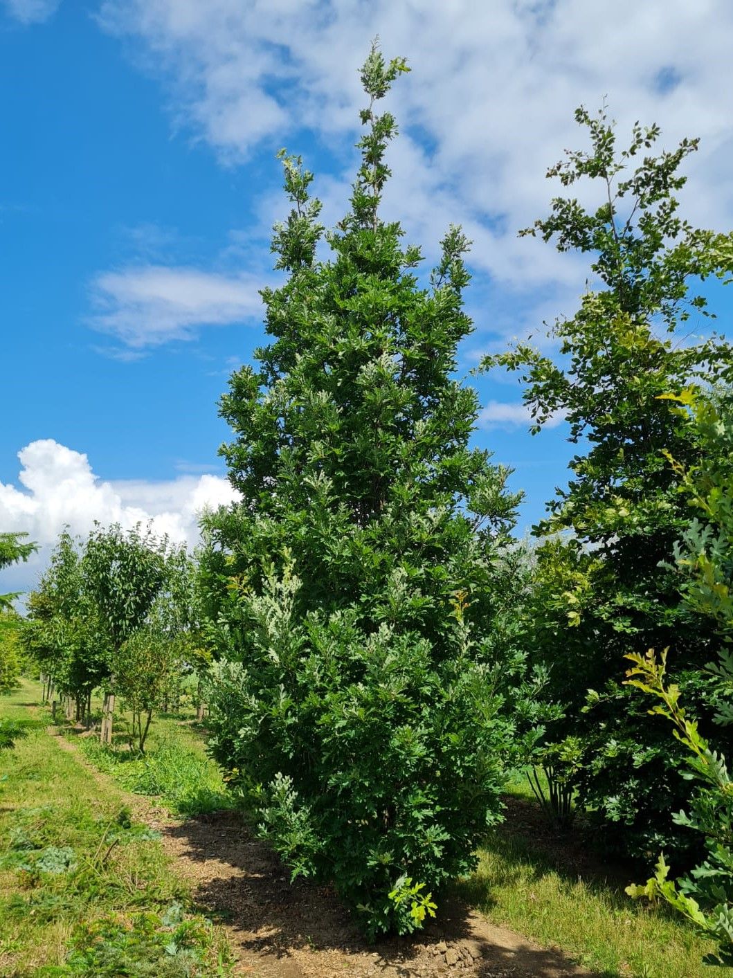 Jonge Zuileik | Laagstam