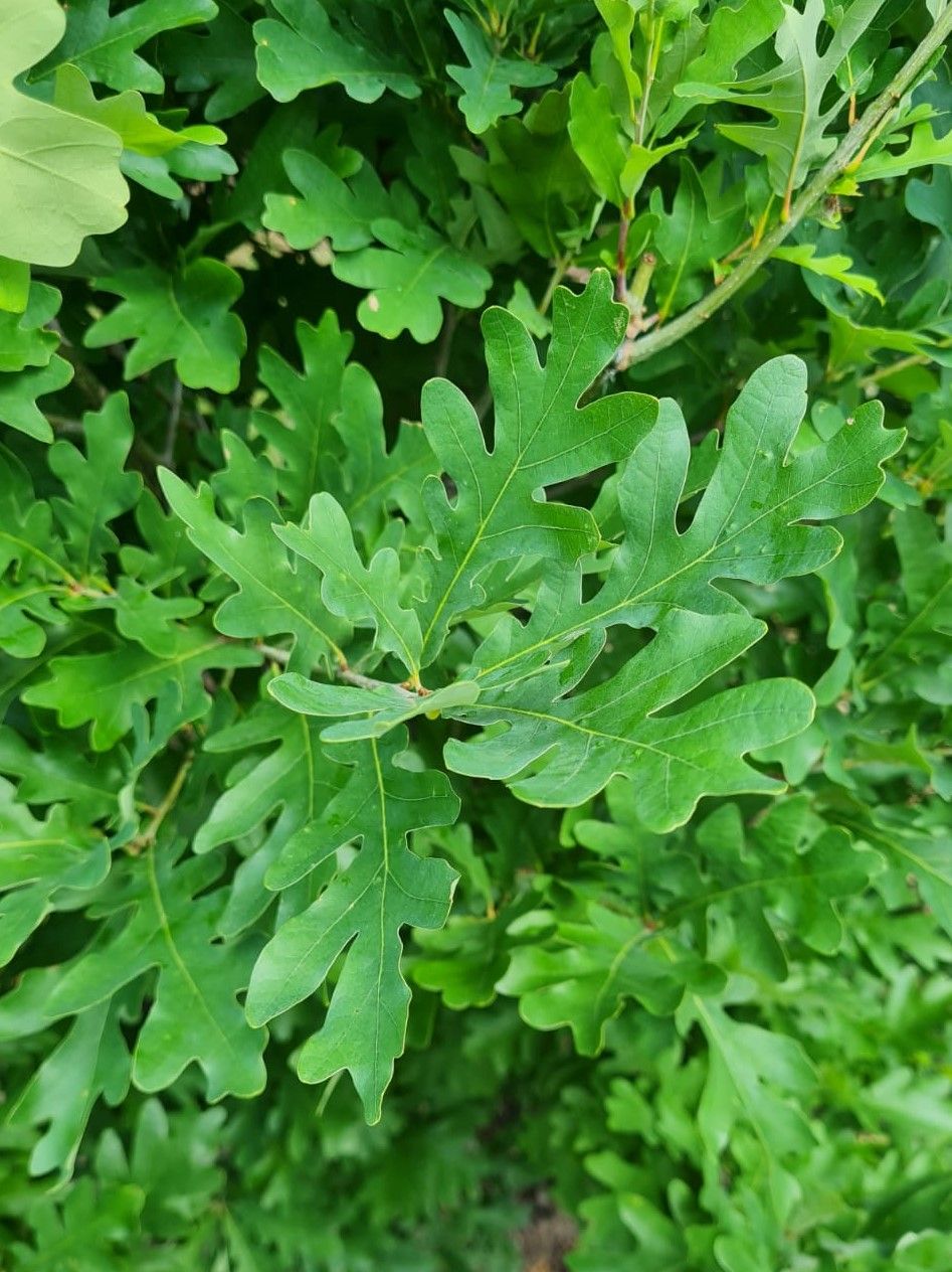 Jonge Zuileik | Laagstam