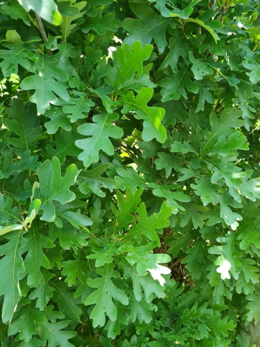 Jonge Zuileik | Laagstam