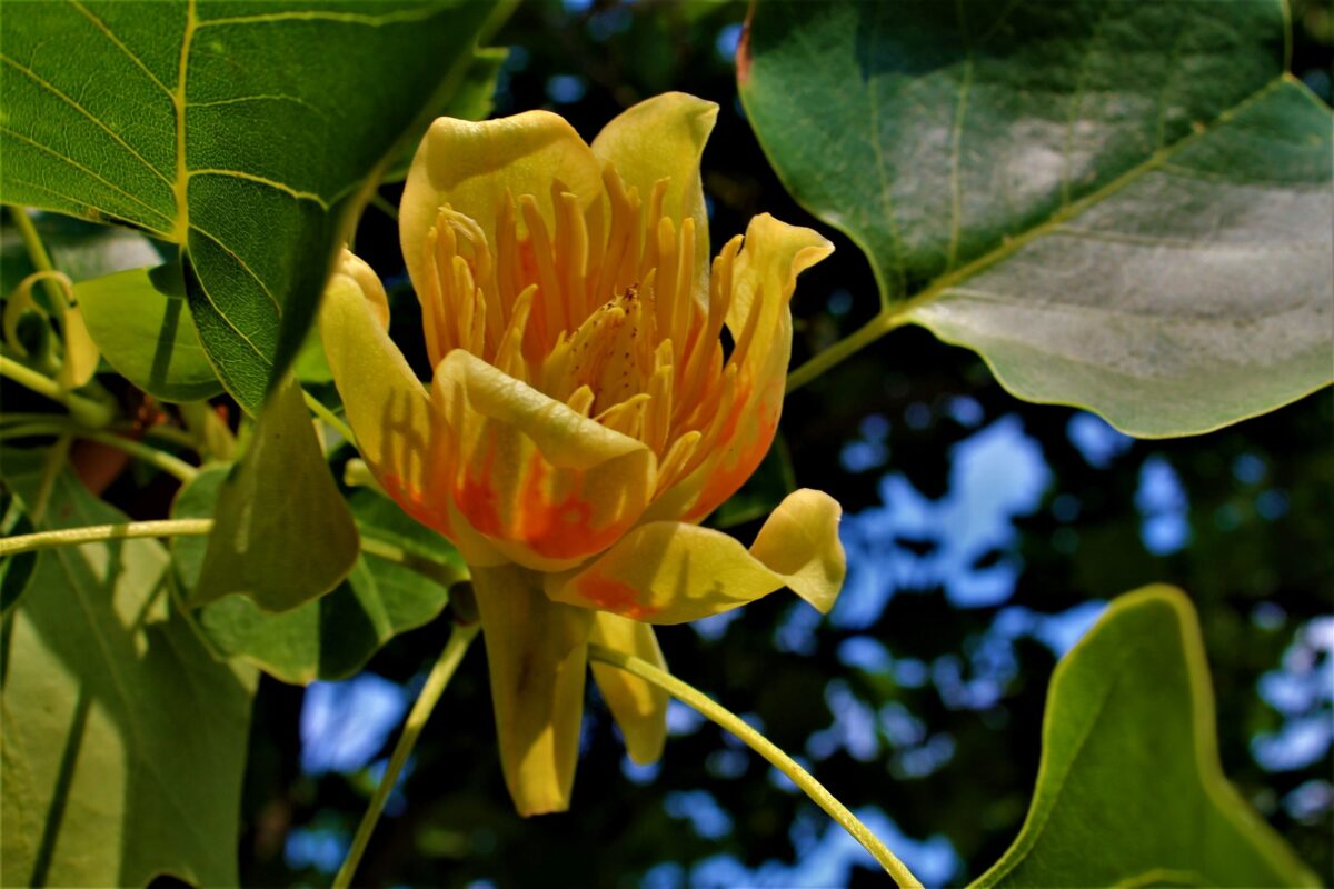 Volwassen Amerikaanse tulpenboom | Zuilvorm