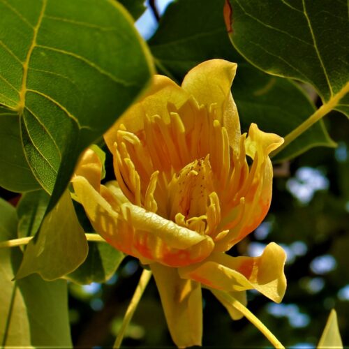 Volwassen Amerikaanse tulpenboom | Zuilvorm