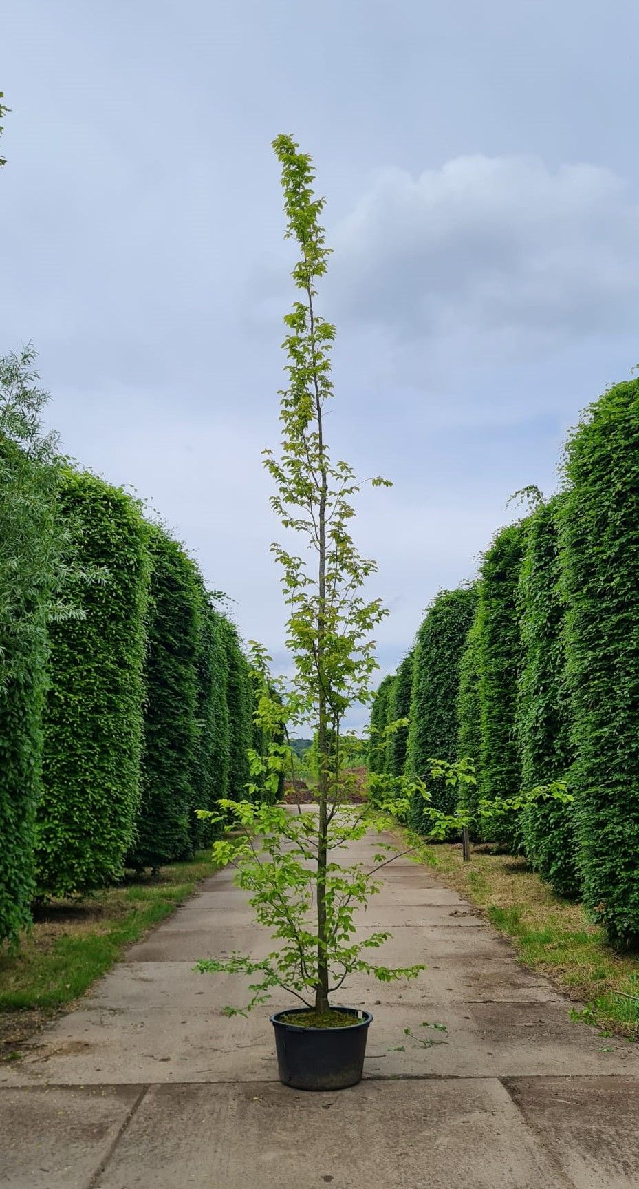 zuilvormige-haagbeuk Jonge Zuilhaagbeuk 'Frans Fontaine' | Hoogstam