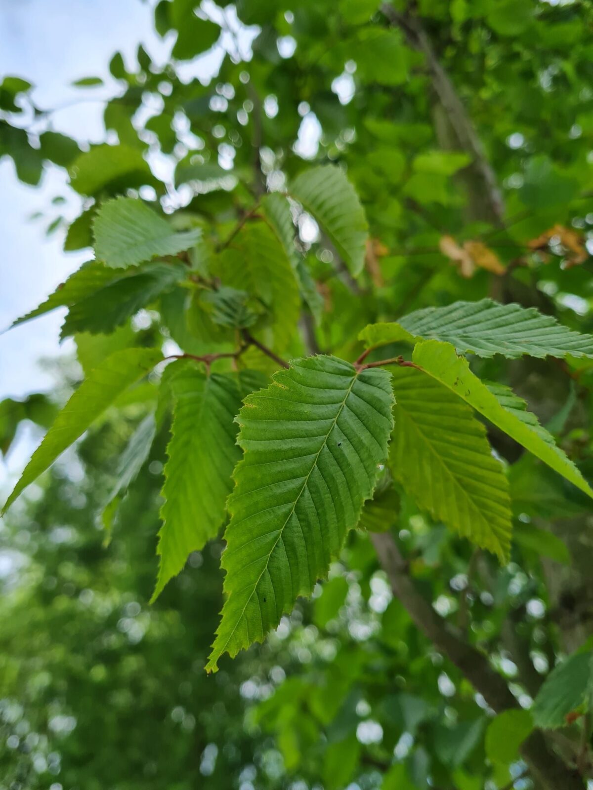 zuilvormige-haagbeuk Jonge Zuilhaagbeuk 'Frans Fontaine' | Hoogstam