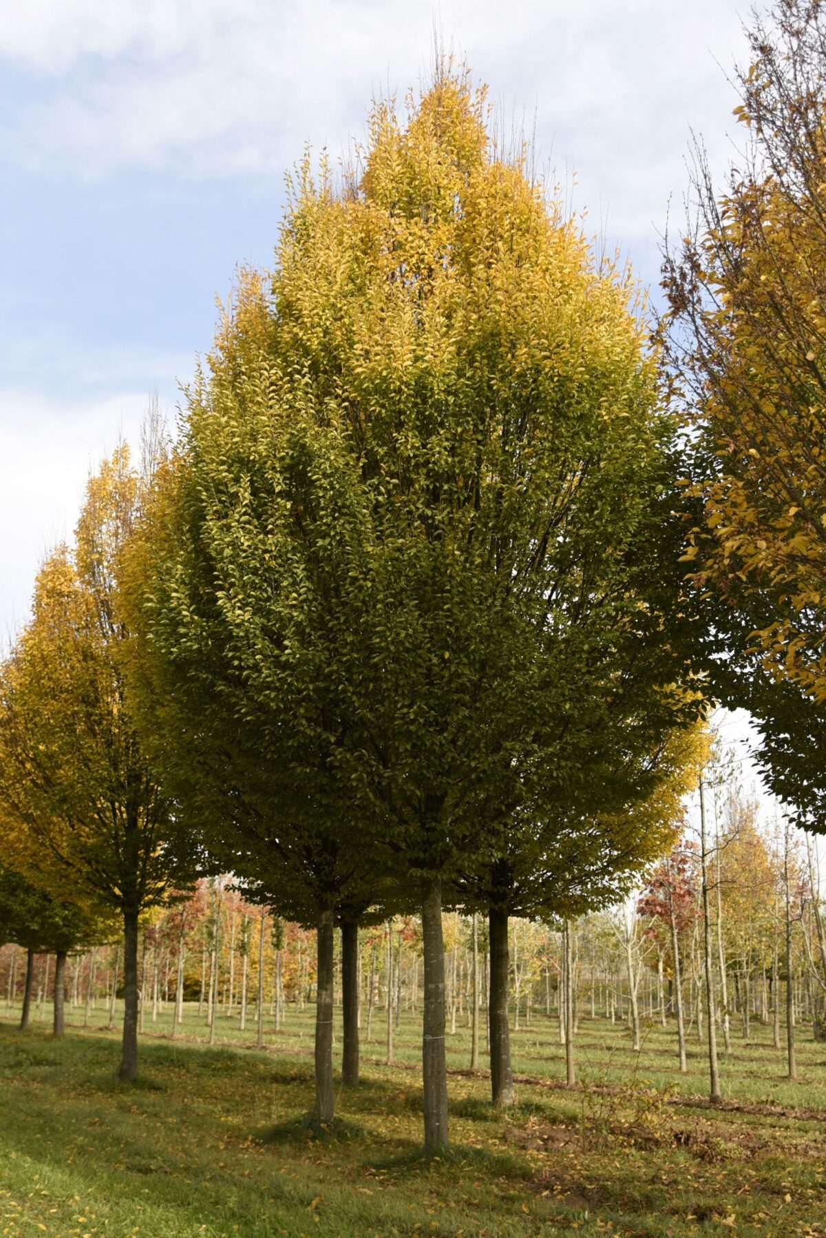 Volwassen Zuilhaagbeuk | Hoogstam