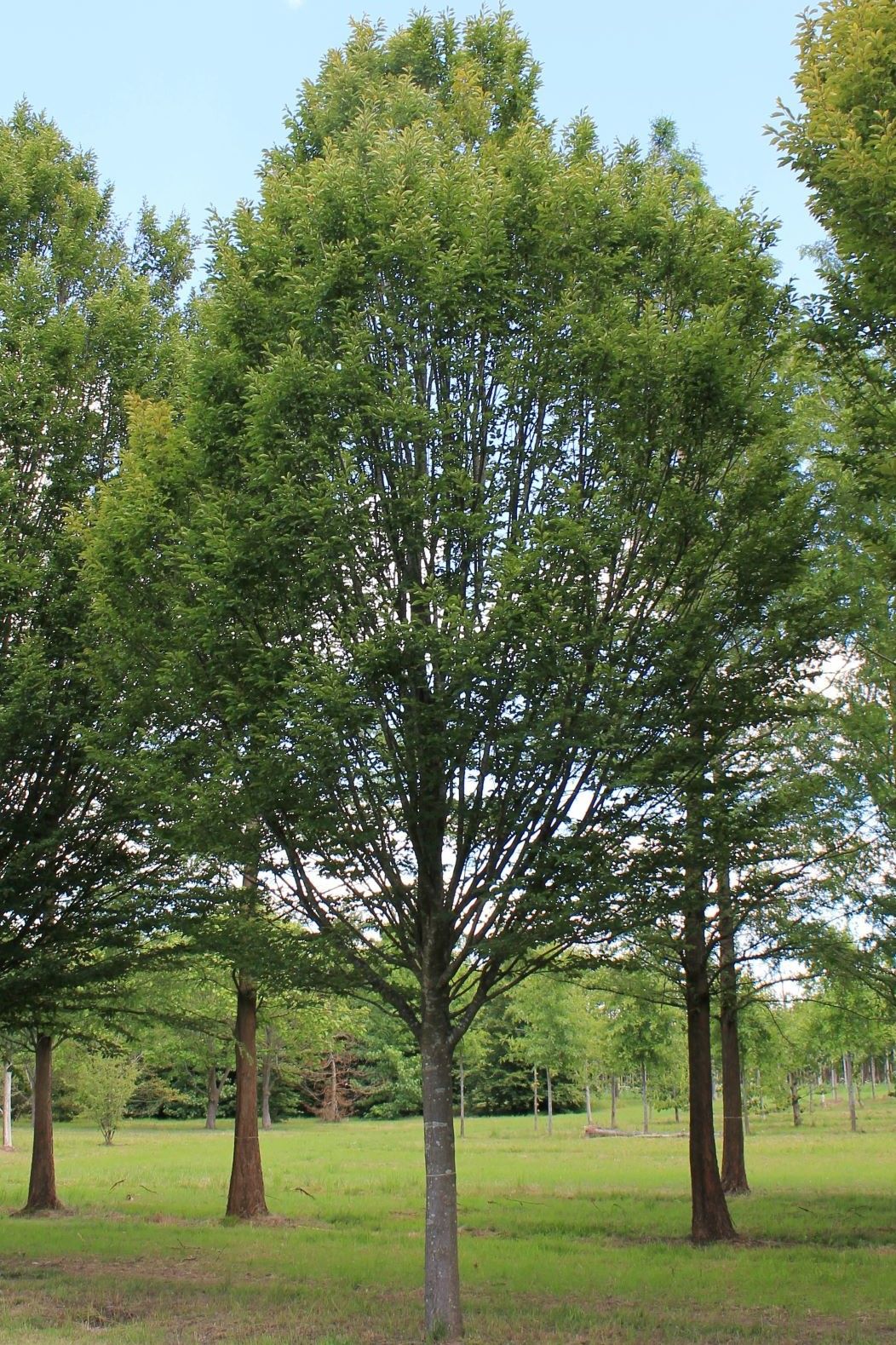 Volwassen Zuilhaagbeuk | Hoogstam