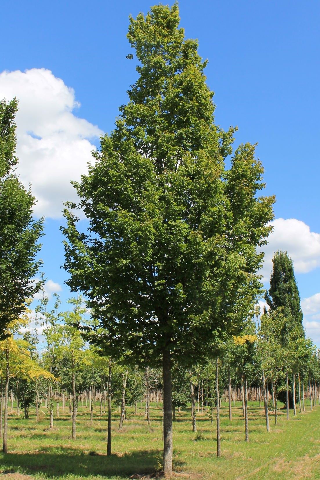 Volwassen Zuilhaagbeuk | Hoogstam