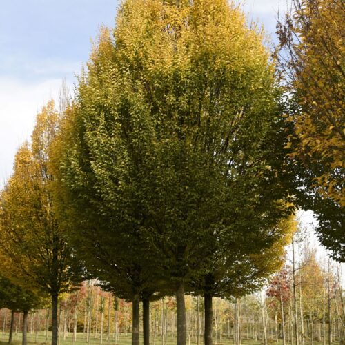 Volwassen Zuilhaagbeuk | Hoogstam