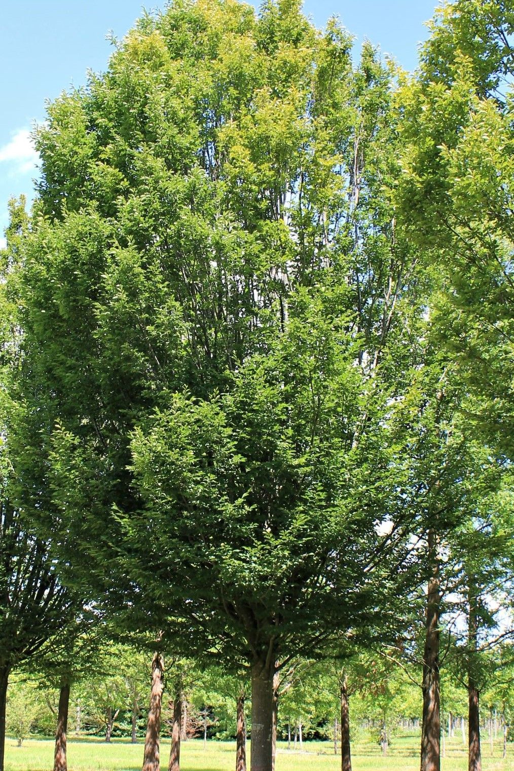 Volwassen Zuilhaagbeuk | Hoogstam