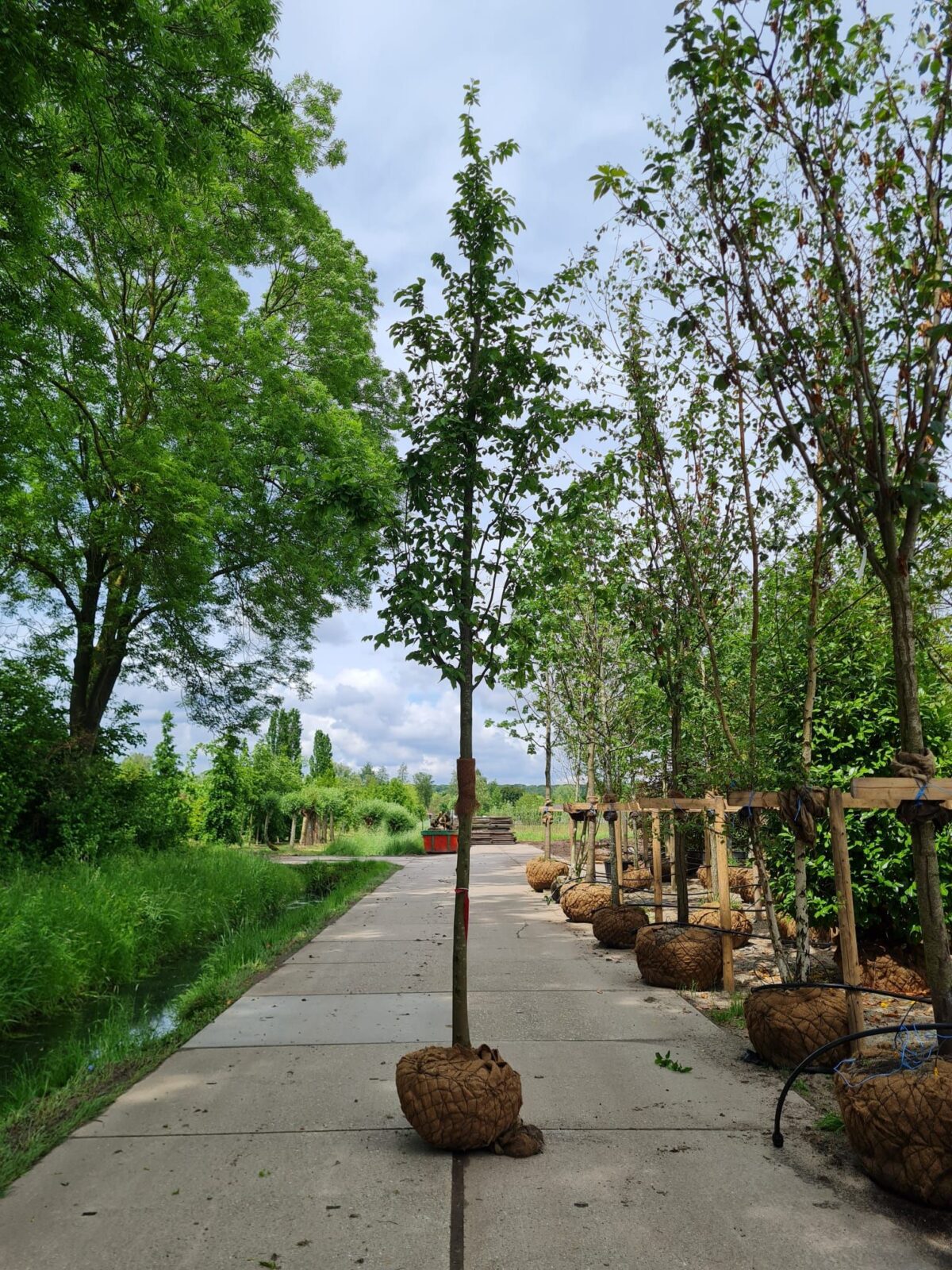 zuilvormige-haagbeuk Jonge Zuilhaagbeuk 'Frans Fontaine' | Hoogstam