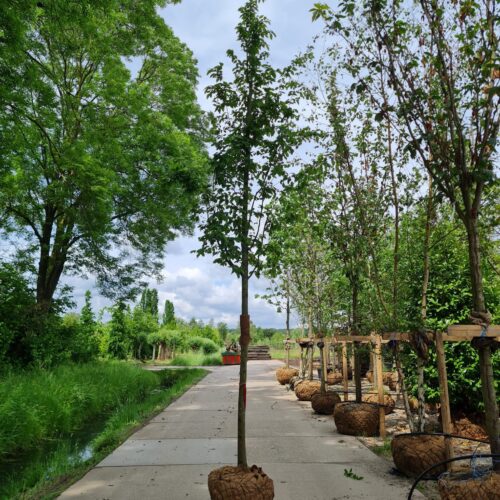 Jonge Zuilhaagbeuk 'Frans Fontaine' | Hoogstam