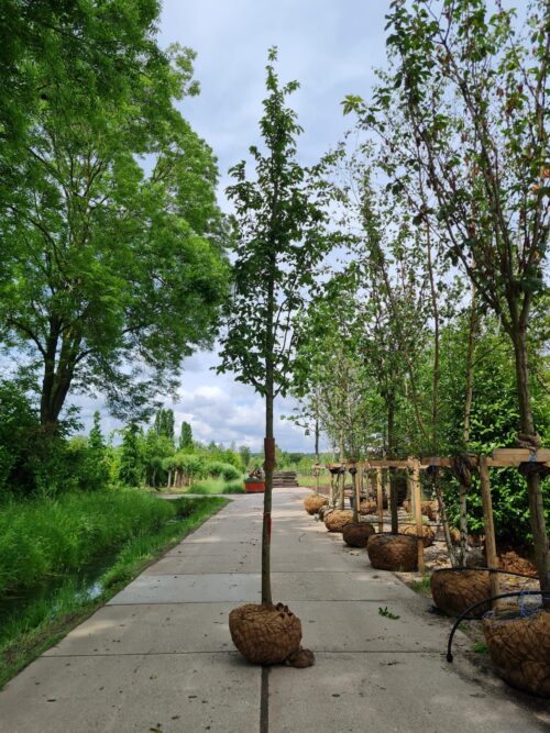 Zuilhaagbeuk 'Frans Fontaine' | Hoogstam