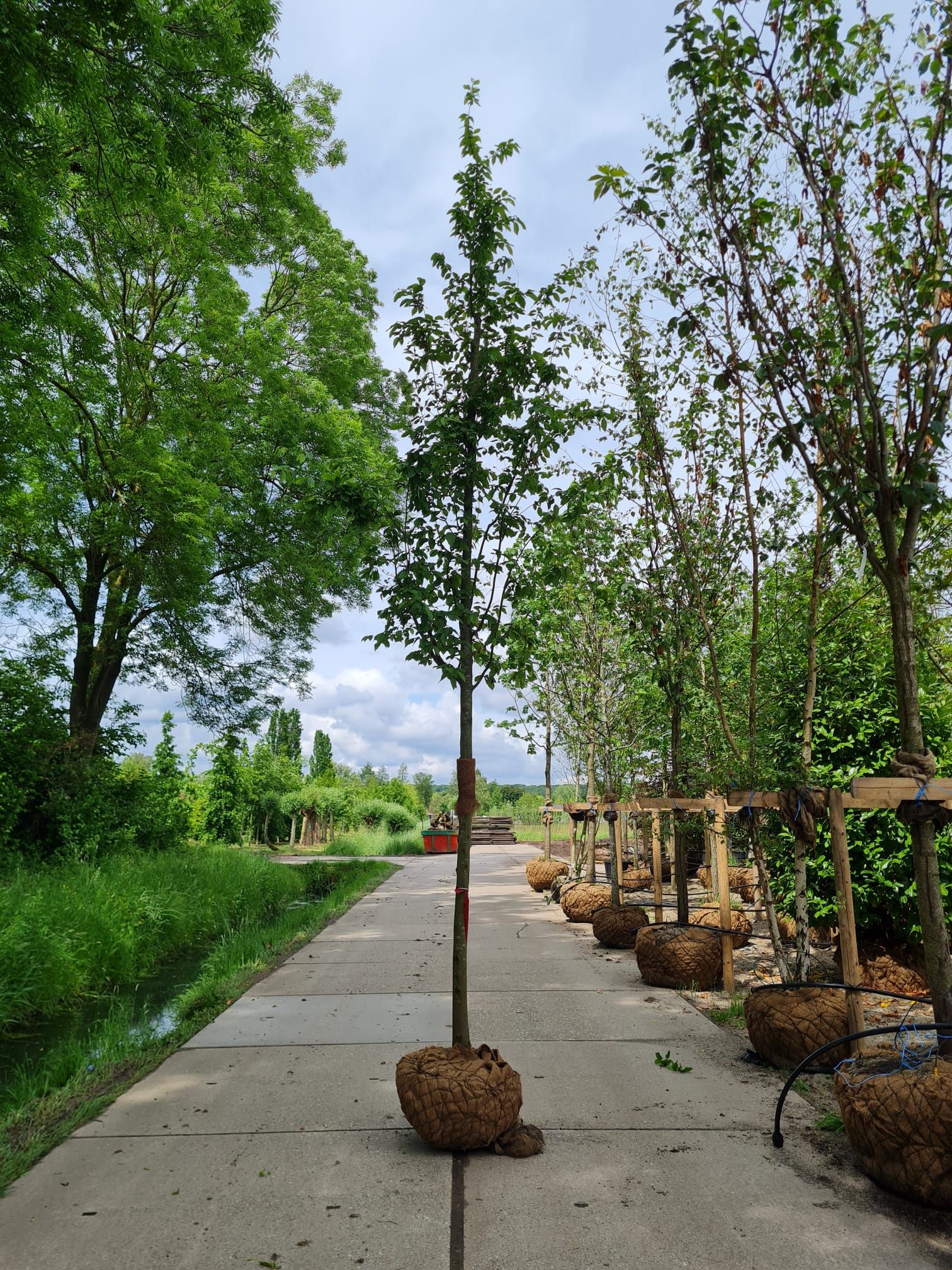 Jonge Zuilhaagbeuk ‘Frans Fontaine’ | Hoogstam