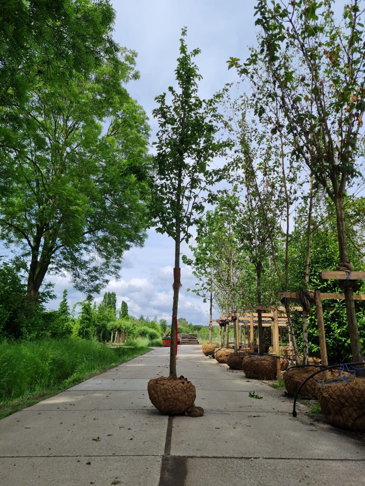 zuilvormige-haagbeuk Jonge Zuilhaagbeuk 'Frans Fontaine' | Hoogstam