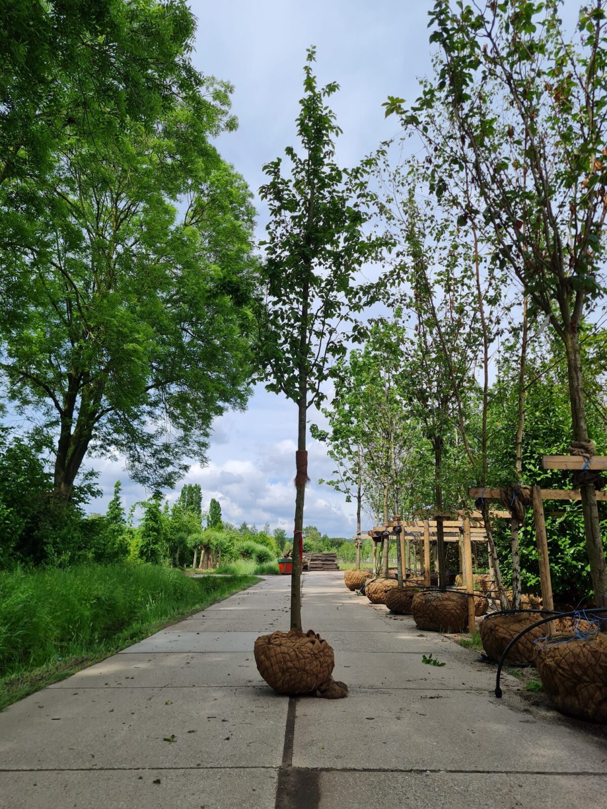 zuilvormige-haagbeuk Jonge Zuilhaagbeuk 'Frans Fontaine' | Hoogstam