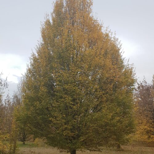 Volwassen Zuilhaagbeuk | Laagstam